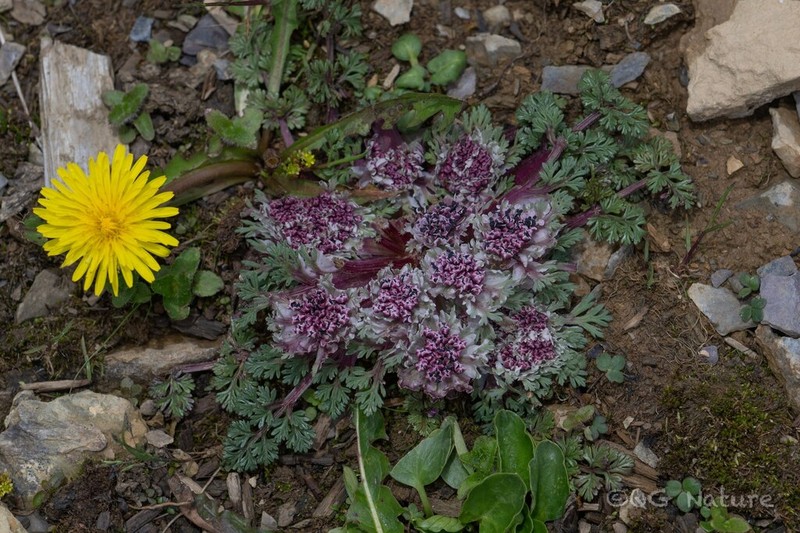 Hymenidium foetens photo 7