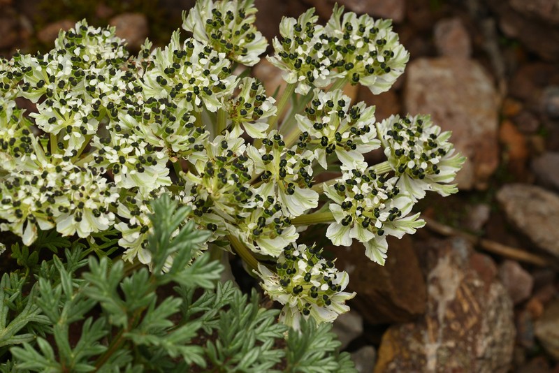 Hymenidium foetens photo 8
