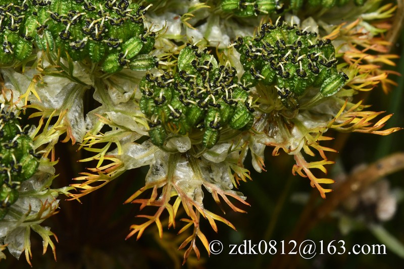 Hymenidium giraldii