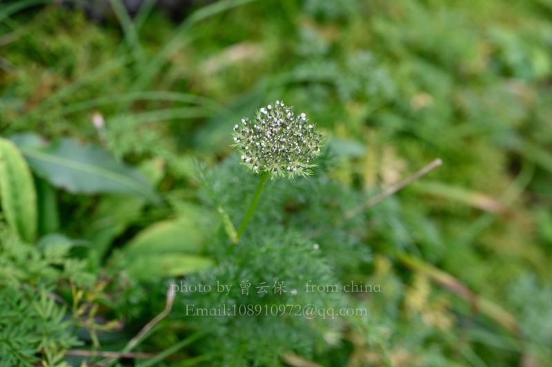 Hymenidium giraldii photo 2