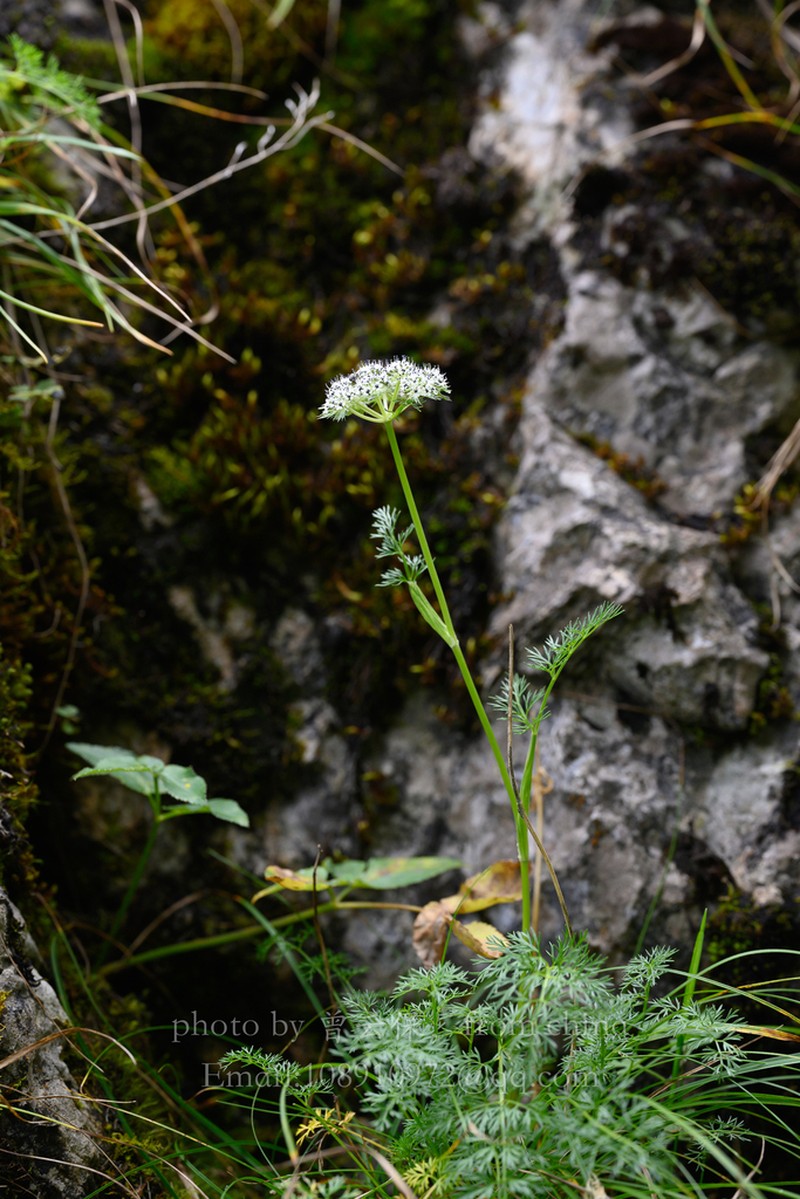 Hymenidium giraldii photo 3