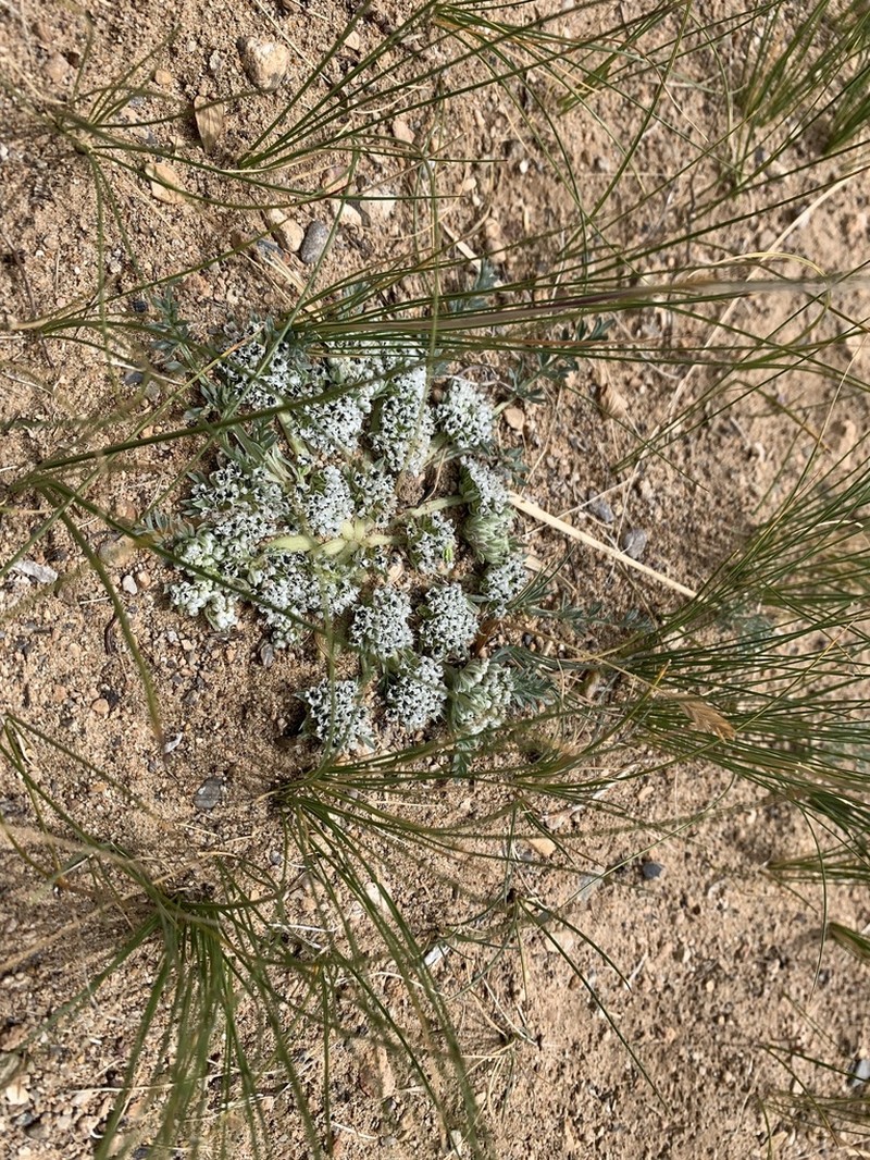 Hymenidium hedinii