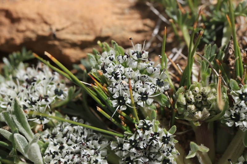 Hymenidium hedinii photo 2