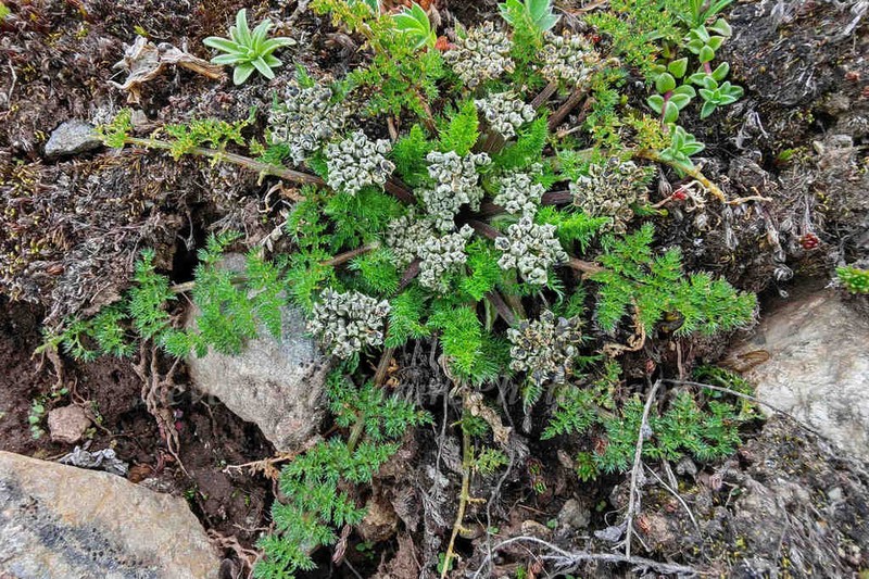 Hymenidium hedinii photo 3