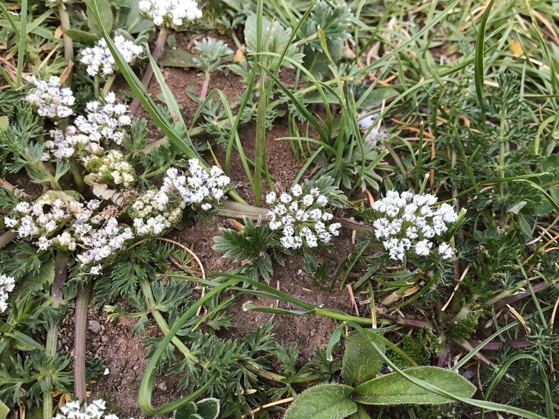 Hymenidium hedinii photo 4