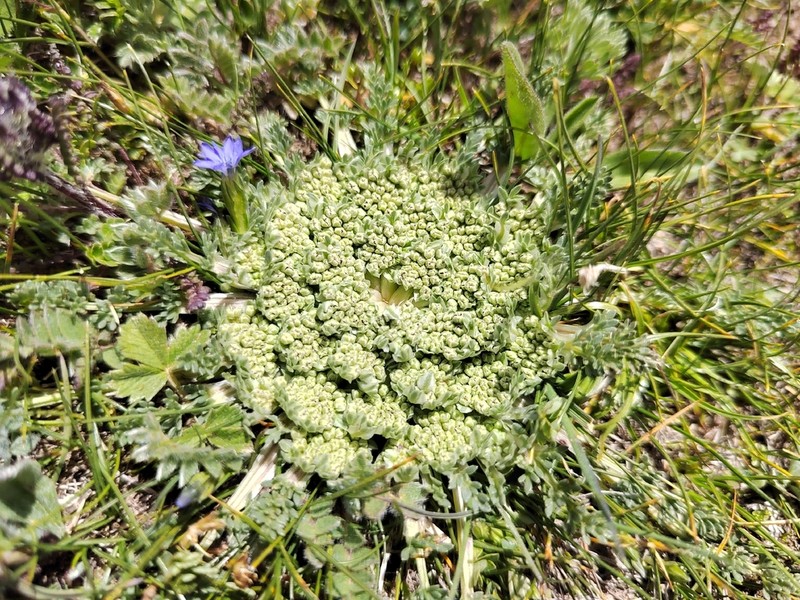 Hymenidium hedinii photo 5