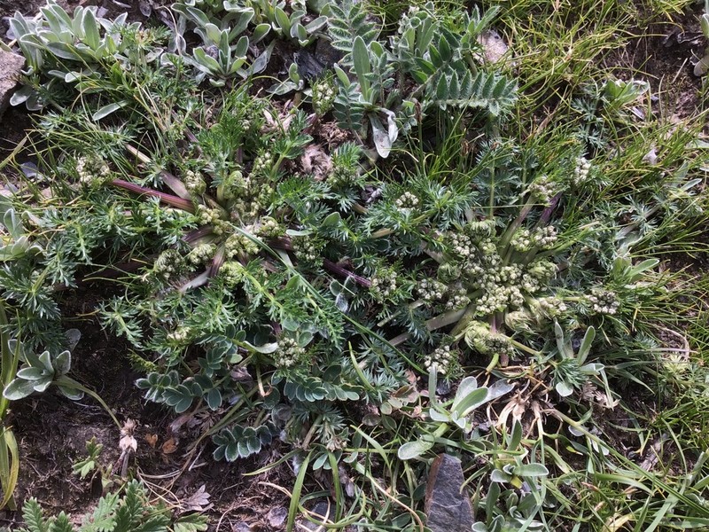 Hymenidium hedinii photo 6