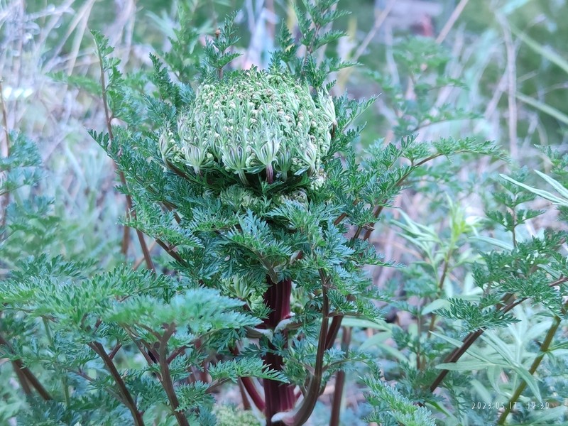 Hymenidium hookeri