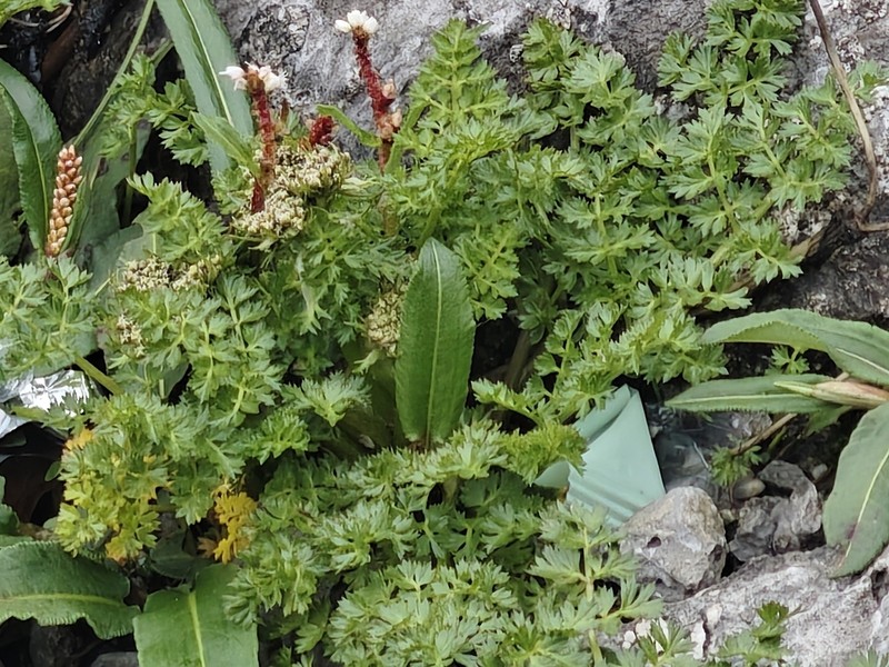 Hymenidium hookeri photo 2