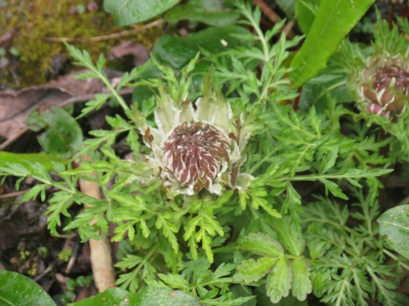 Hymenidium hookeri photo 3