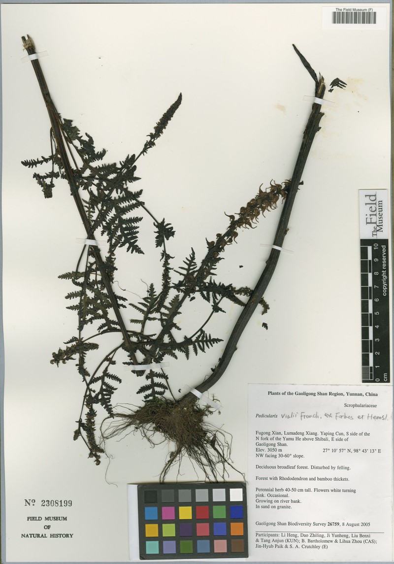 Hymenidium hookeri photo 4
