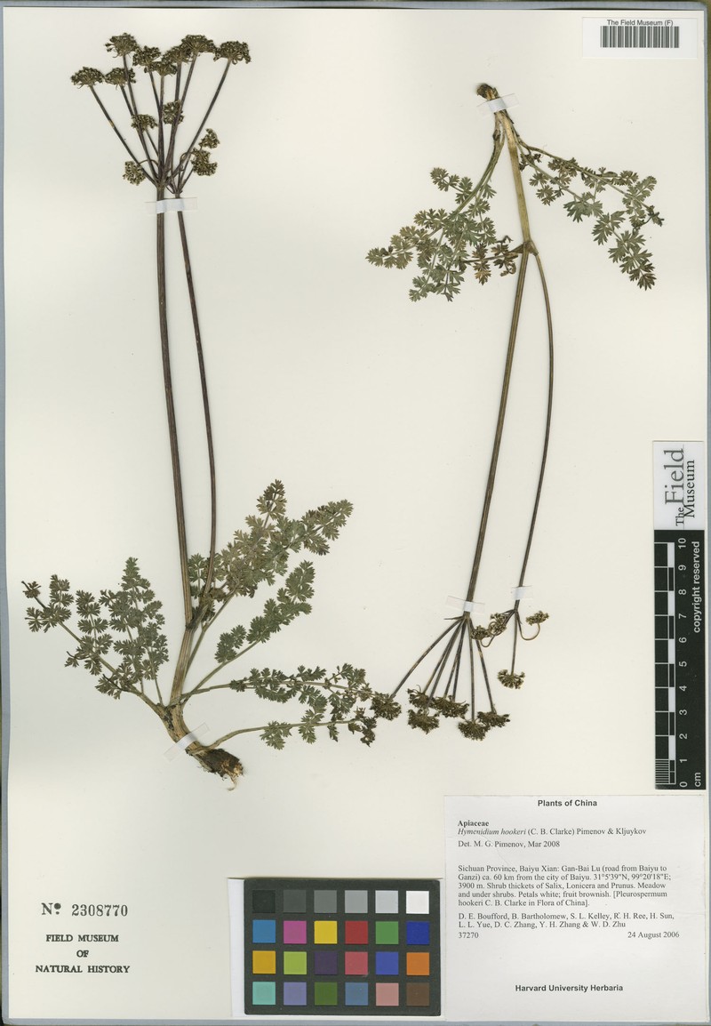 Hymenidium hookeri photo 5