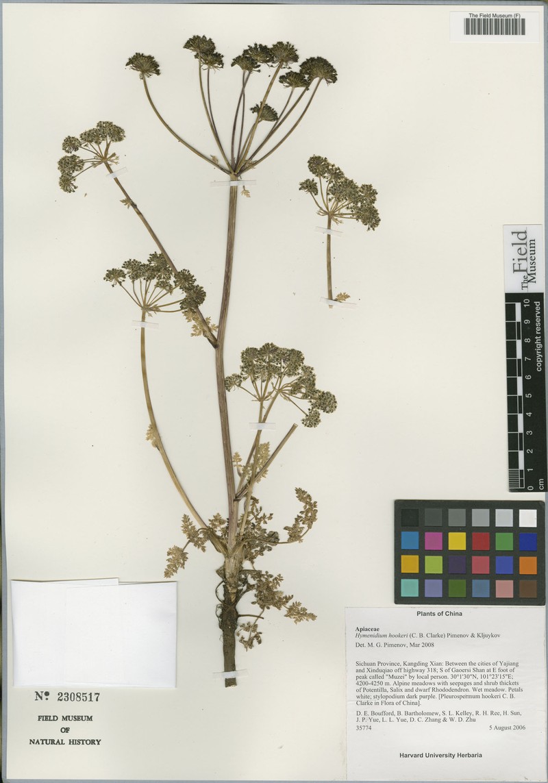 Hymenidium hookeri photo 6