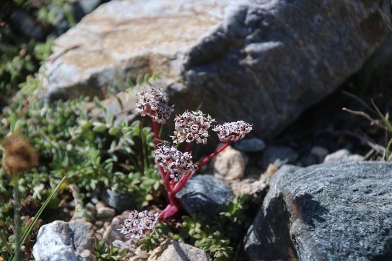 Hymenidium lindleyanum photo 2