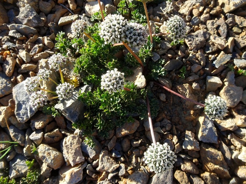 Hymenidium lindleyanum photo 3