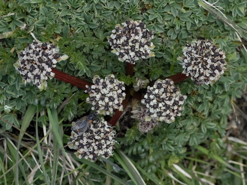 Hymenidium lindleyanum photo 4