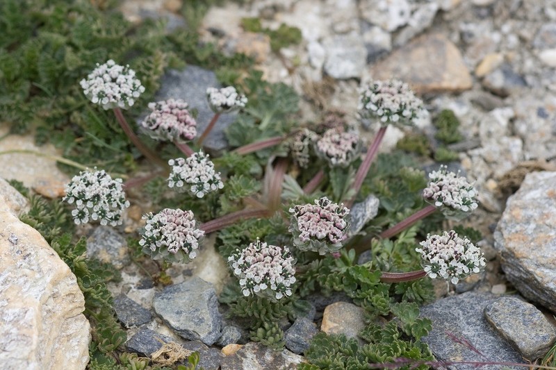 Hymenidium lindleyanum photo 5