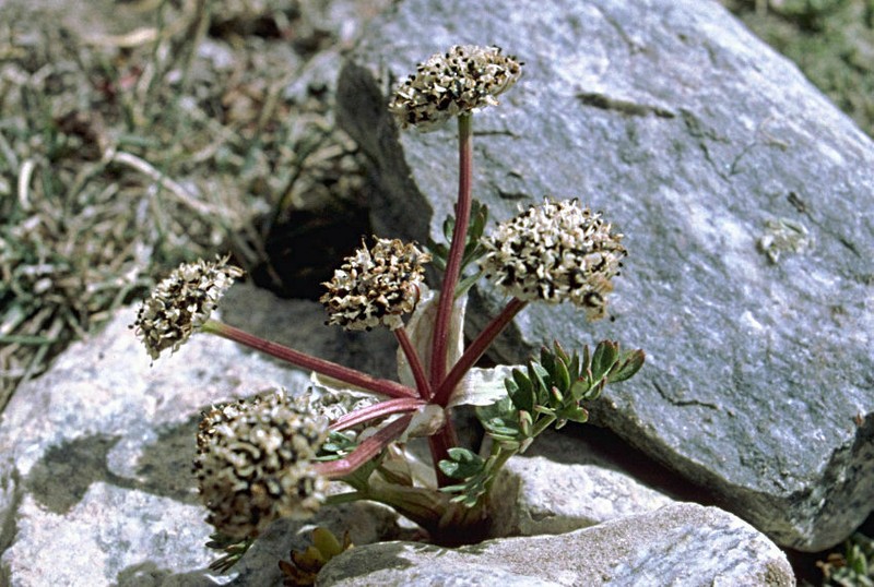 Hymenidium lindleyanum photo 6