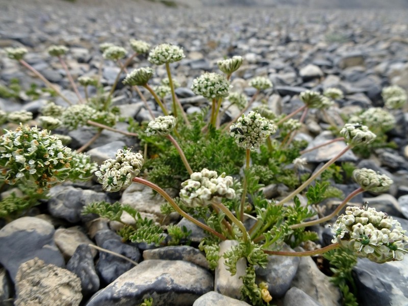 Hymenidium lindleyanum photo 7