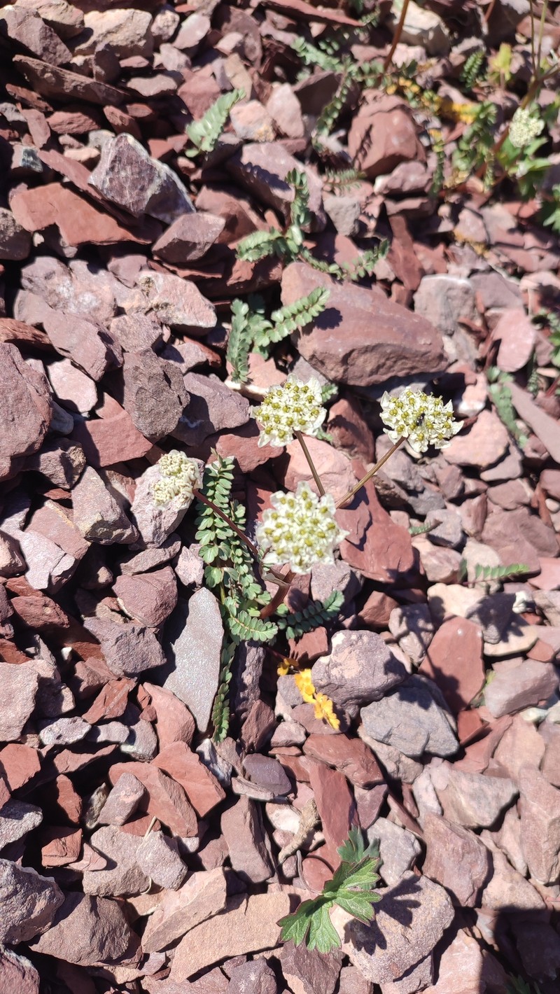 Hymenidium lindleyanum photo 8