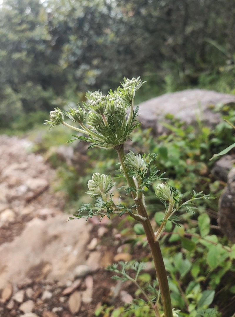 Hymenidium linearilobum