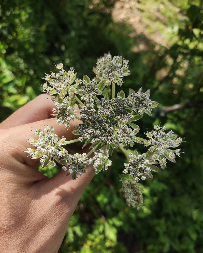 Hymenidium linearilobum photo 2