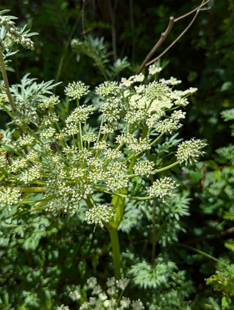 Hymenidium linearilobum photo 3