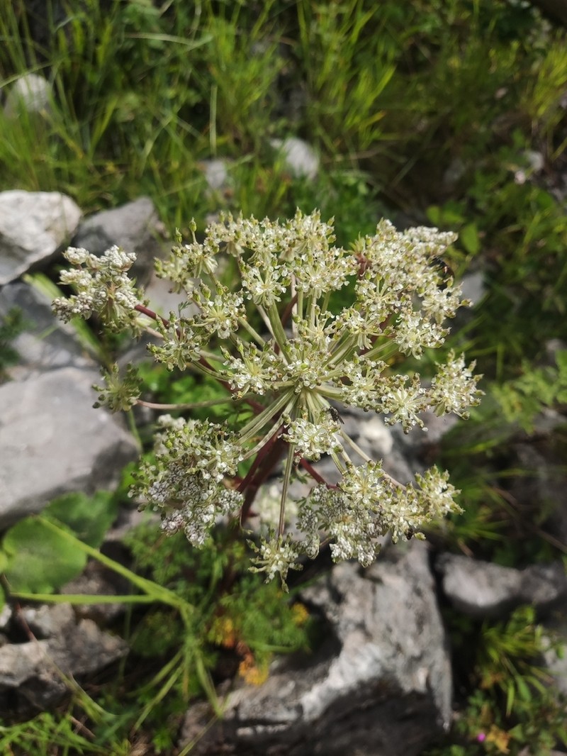 Hymenidium linearilobum photo 4