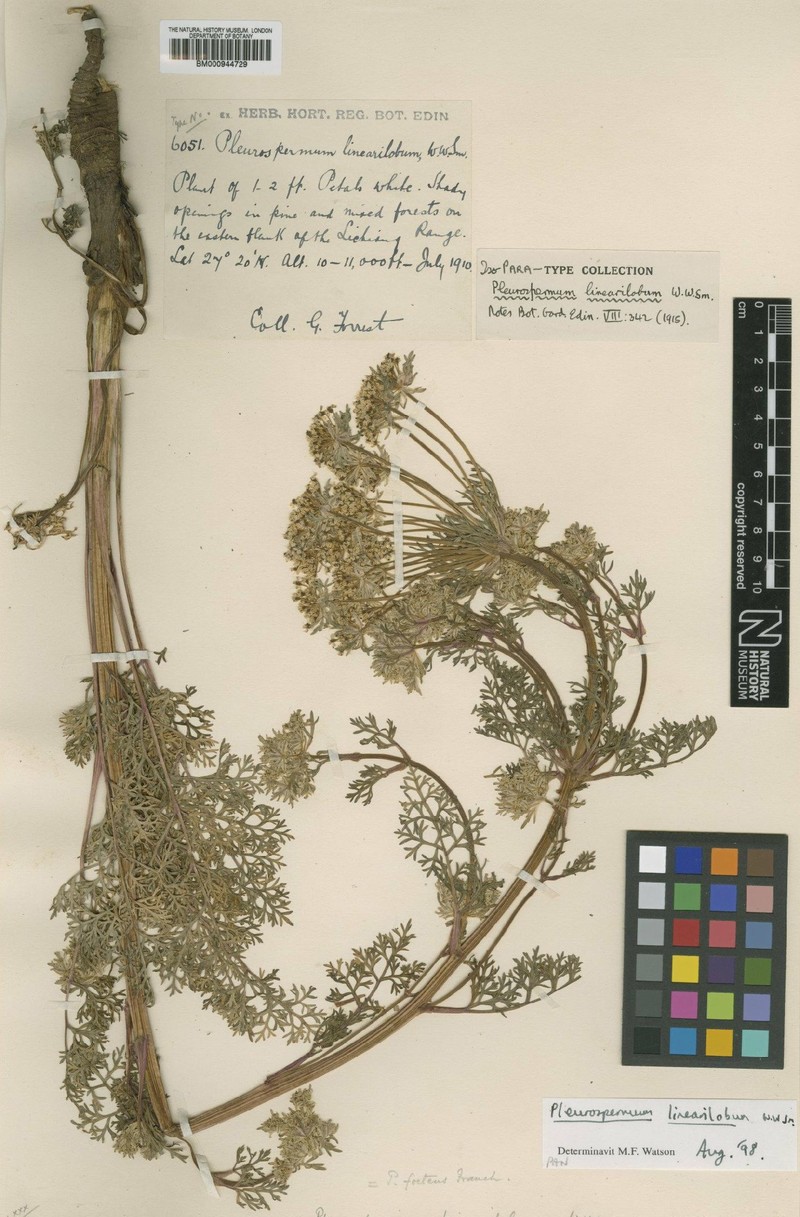 Hymenidium linearilobum photo 5