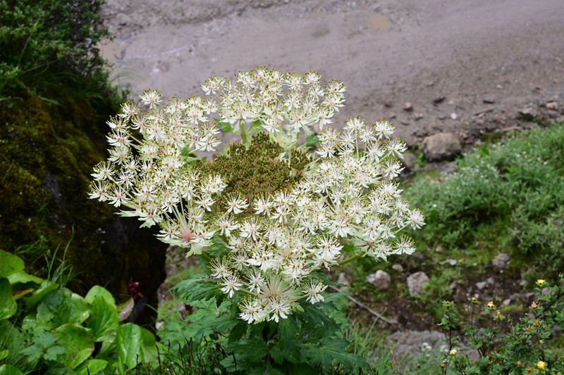 Hymenidium macrochlaenum