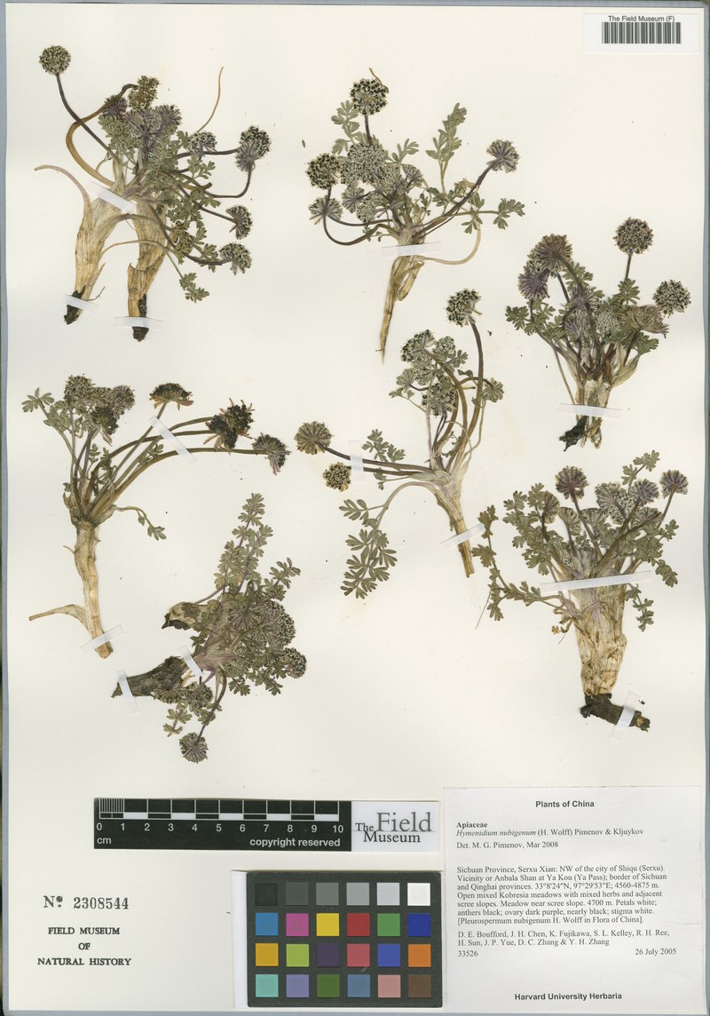 Hymenidium nubigenum