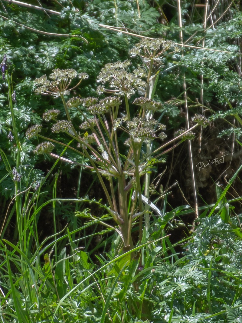 Hymenidium pulszkyi