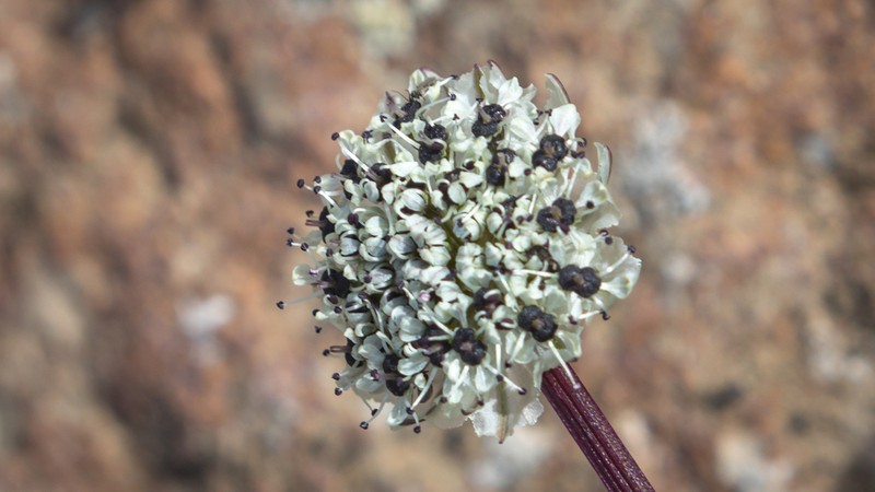 Hymenidium pulszkyi photo 2