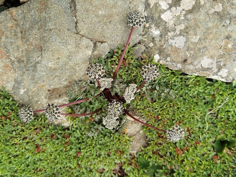 Hymenidium pulszkyi photo 3