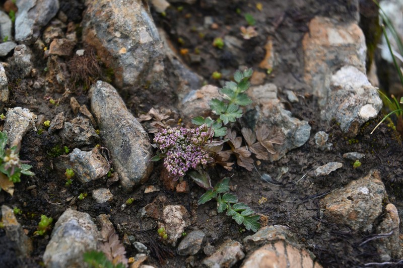 Hymenidium pulszkyi photo 4