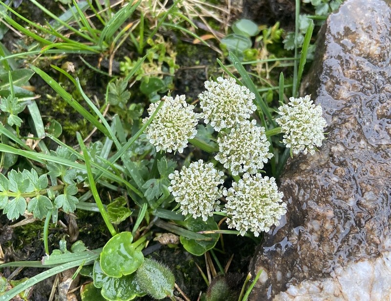 Hymenidium pulszkyi photo 5