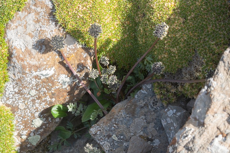 Hymenidium pulszkyi photo 6