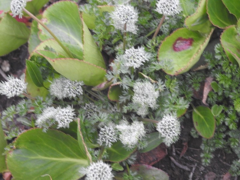 Hymenidium stellatum photo 2