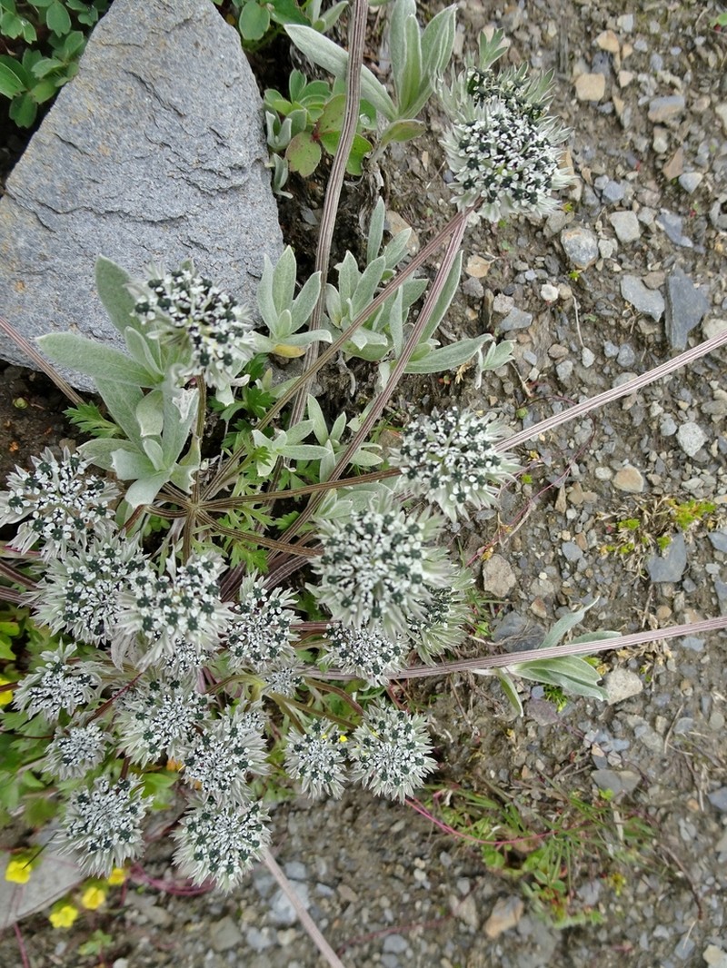 Hymenidium stellatum photo 3