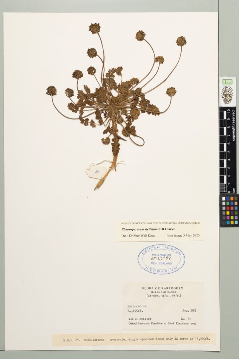 Hymenidium stellatum photo 4