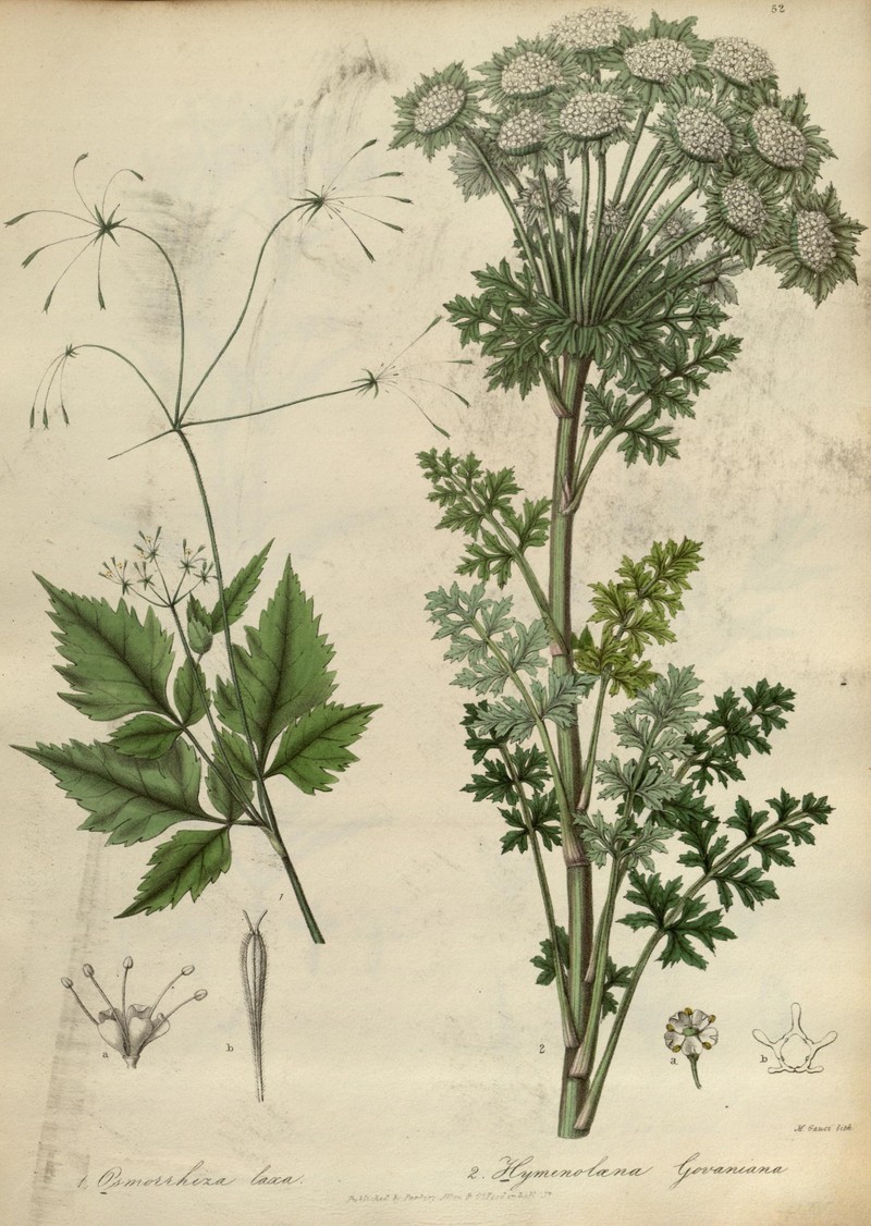 Hymenidium stellatum