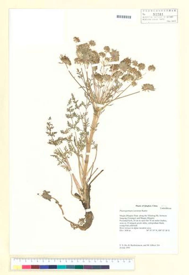 Hymenidium szechenyi