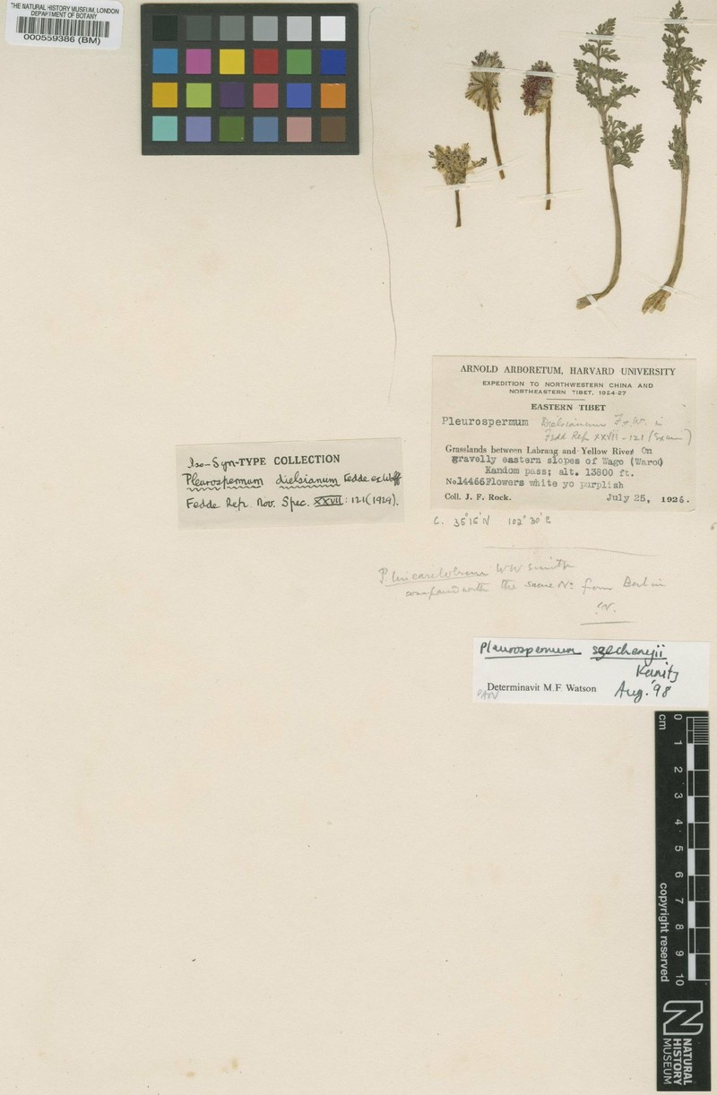 Hymenidium szechenyi photo 2