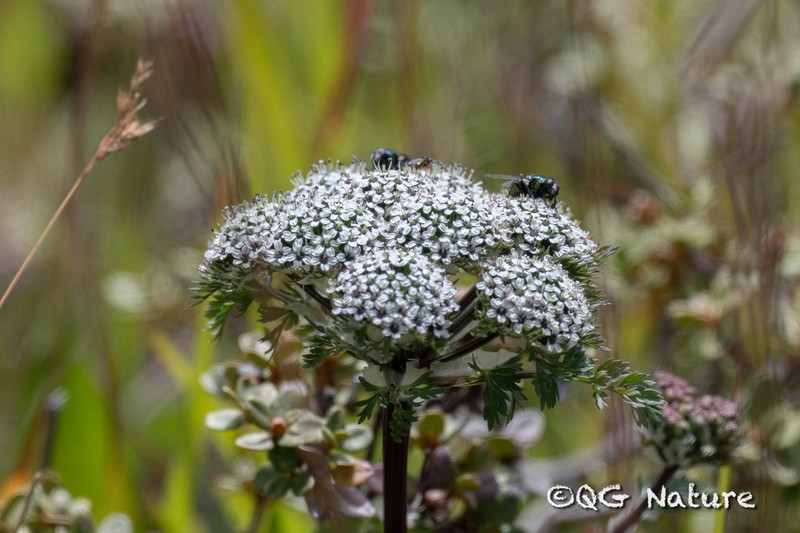 Hymenidium wilsonii