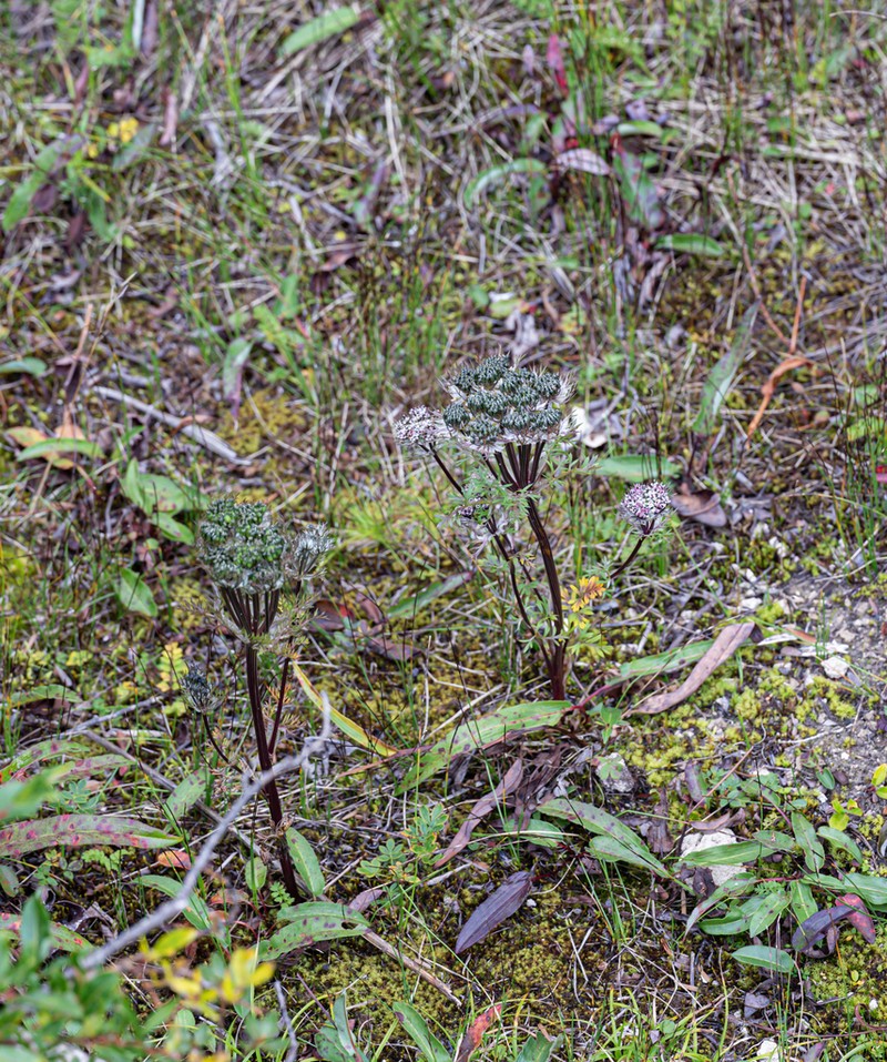 Hymenidium wilsonii photo 2