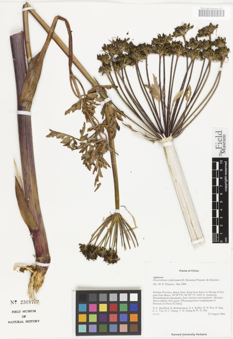 Hymenidium wrightianum