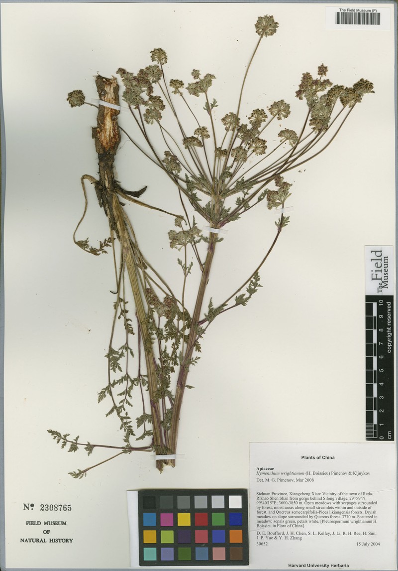 Hymenidium wrightianum photo 2
