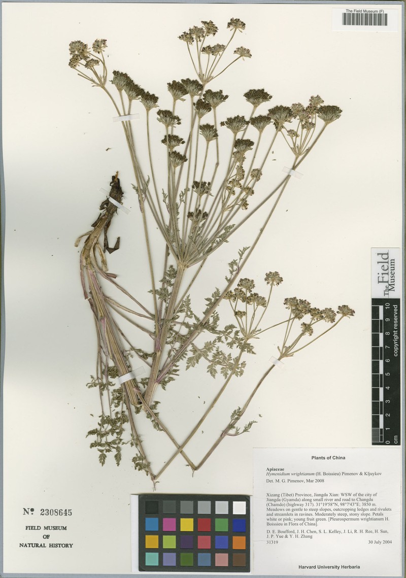 Hymenidium wrightianum photo 3