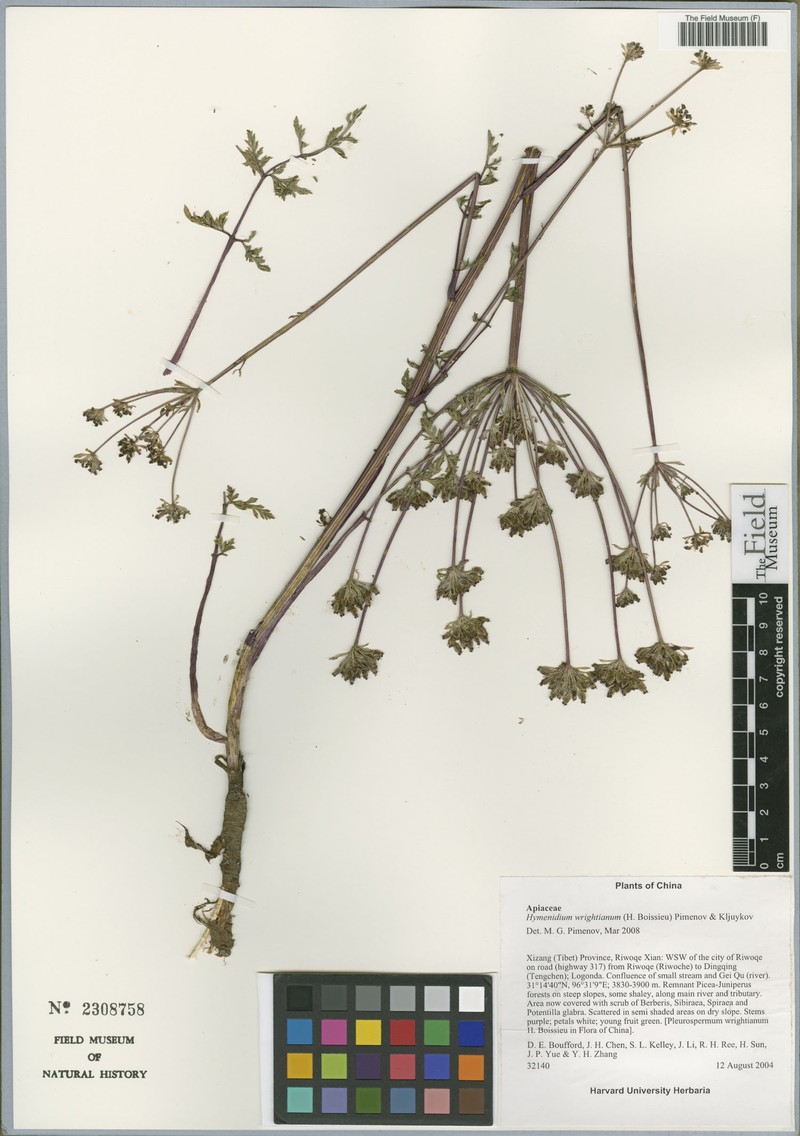 Hymenidium wrightianum photo 4
