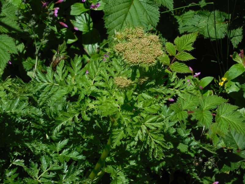 Hymenidium yunnanense